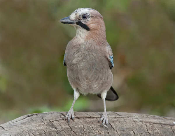 Eurasijský jay (garrulus glandarius) — Stock fotografie