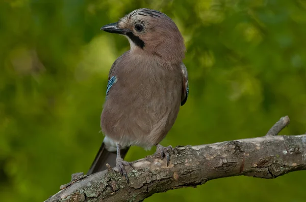 Eurasijský jay (garrulus glandarius) — Stock fotografie