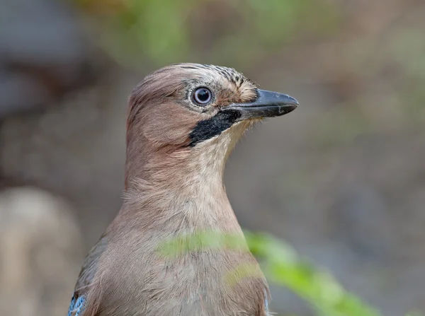 Eichelhäher (Garrulus glandarius)) — Stockfoto