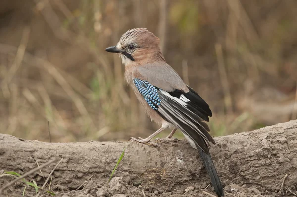 Eurasijský jay (garrulus glandarius) — Stock fotografie