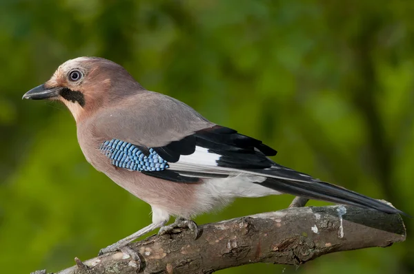 Gay eurasiático (Garrulus glandarius) — Fotografia de Stock