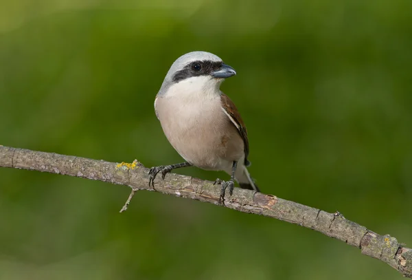 Kızıl sırtlı örümcek kuşu (lanius collurio) — Stok fotoğraf