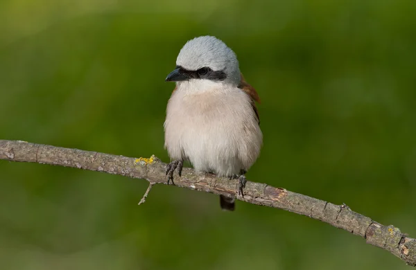 Kızıl sırtlı örümcek kuşu (lanius collurio) — Stok fotoğraf