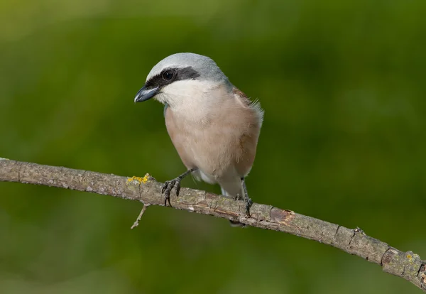 Kızıl sırtlı örümcek kuşu (lanius collurio) — Stok fotoğraf