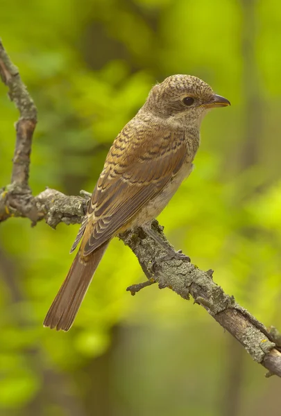 레드 백업 때 까치 (lanius collurio) — 스톡 사진