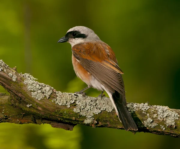 Pie-grièche à dos rouge (Lanius collurio) ) — Photo