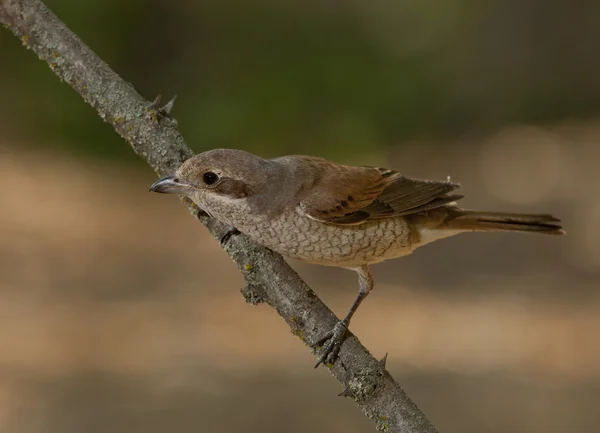 Kızıl sırtlı örümcek kuşu (lanius collurio) — Stok fotoğraf