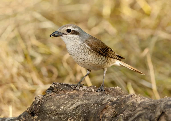 Kızıl sırtlı örümcek kuşu (lanius collurio) — Stok fotoğraf