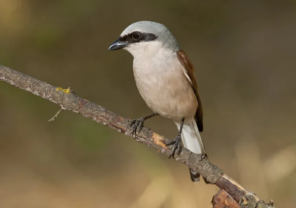 Kızıl sırtlı örümcek kuşu (lanius collurio) — Stok fotoğraf