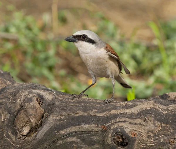 Kızıl sırtlı örümcek kuşu (lanius collurio) — Stok fotoğraf