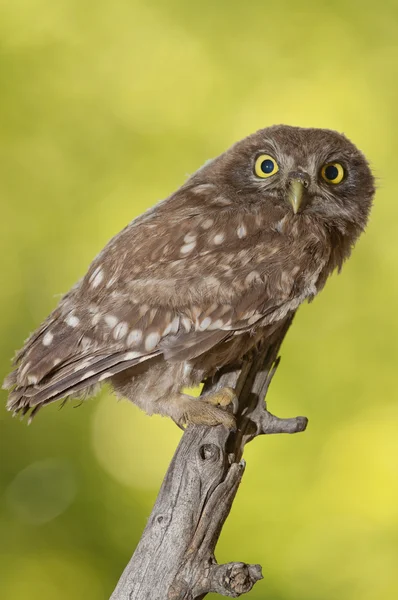 Little owl (Athene noctua) — Stock Photo, Image