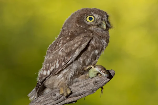 Little owl (Athene noctua) — Stock Photo, Image