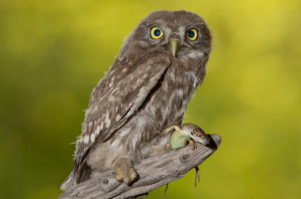 Little owl (Athene noctua) — Stock Photo, Image