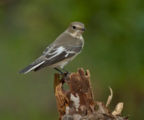 Örvös légykapó (Ficedula albicollis) Jogdíjmentes Stock Képek