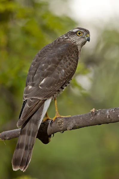 Karvaly (Accipiter nisus) Stock Kép