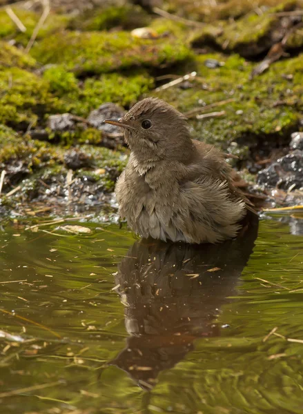 Nagy fülemüle (luscinia luscinia) Jogdíjmentes Stock Képek