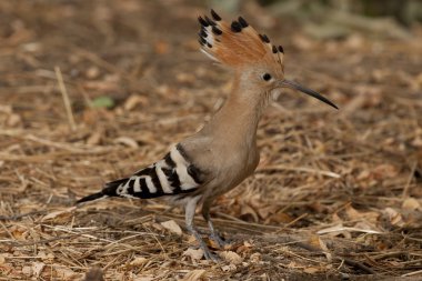 İbibik (Upupa epops)