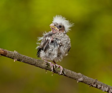 Bayağı kocabaş (Kocabaş kocabaş)