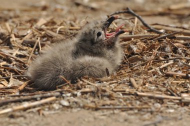 Hazar martı (Larus cachinnans)