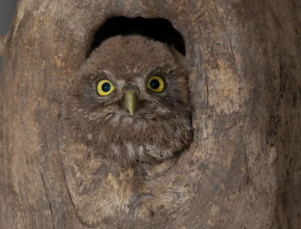 Маленький Оль (Athene noctua)) — стоковое фото