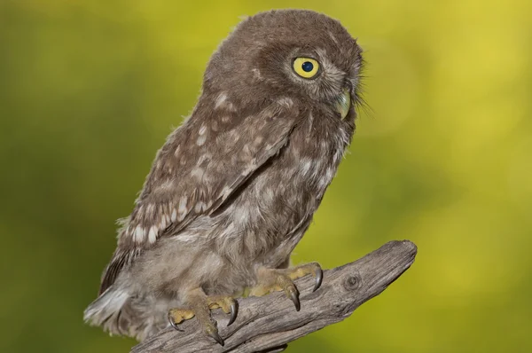 Little owl (Athene noctua) — Stock Photo, Image