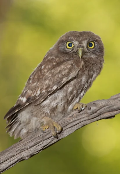 Malá sova (Athéna noctua) — Stock fotografie