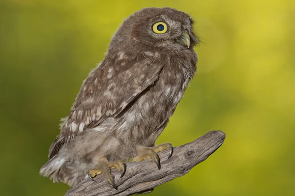 Búho pequeño (Athene noctua) — Foto de Stock