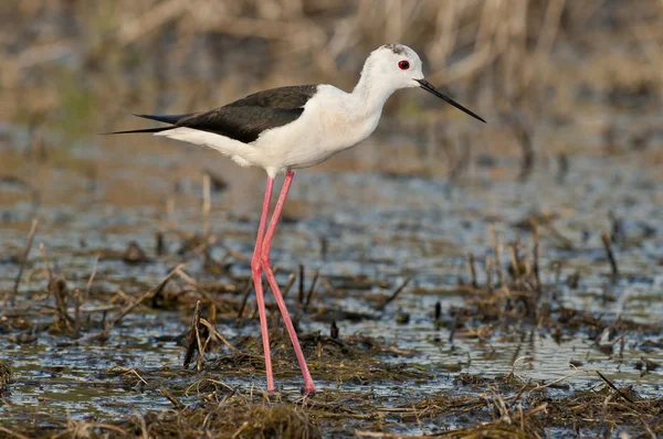 Szczudłak zwyczajny, wspólne na palach lub palach srokaty (himantopus himantopus) — Zdjęcie stockowe