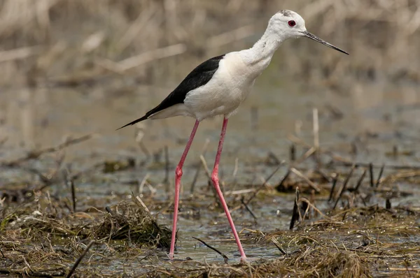 Szczudłak zwyczajny, wspólne na palach lub palach srokaty (himantopus himantopus) — Zdjęcie stockowe