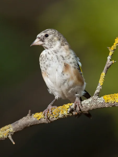 Alfinete de ouro europeu (Carduelis carduelis ) — Fotografia de Stock