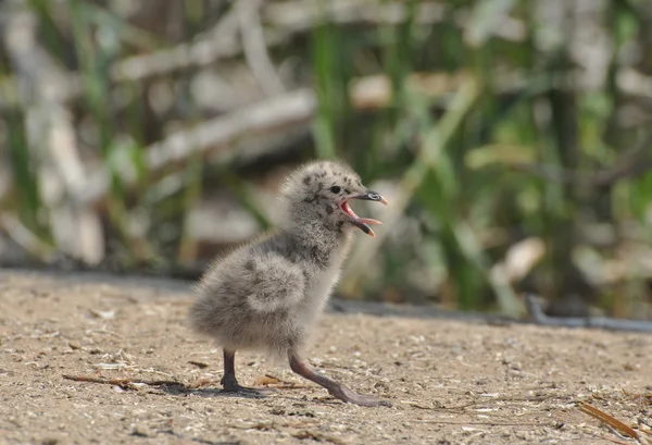 Kaspian frajer (Larus cachinnans) — Zdjęcie stockowe