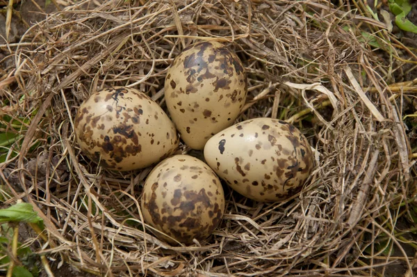 Frequentes Snipe (Gallinago gallinago ) — Fotografia de Stock