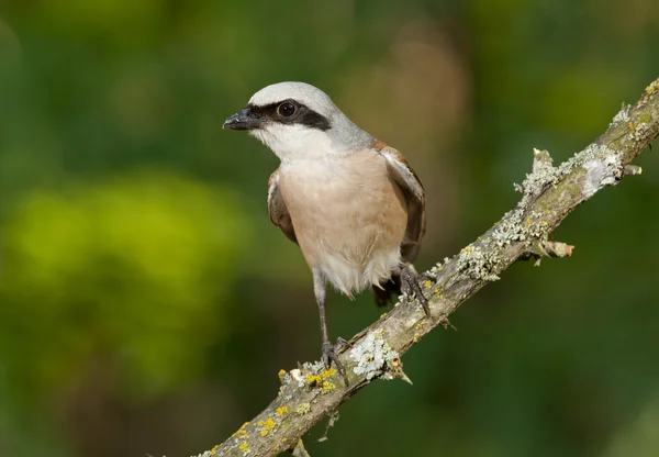 Pie-grièche à dos rouge (Lanius collurio) ) — Photo