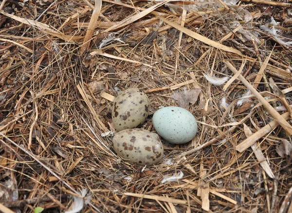 카스피 갈매기 (Larus cachinnans) — 스톡 사진