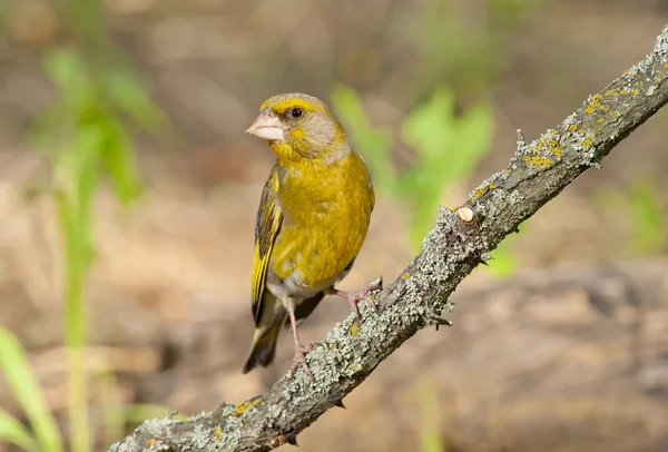 European greenfinch (Chloris chloris) — Stock Photo, Image