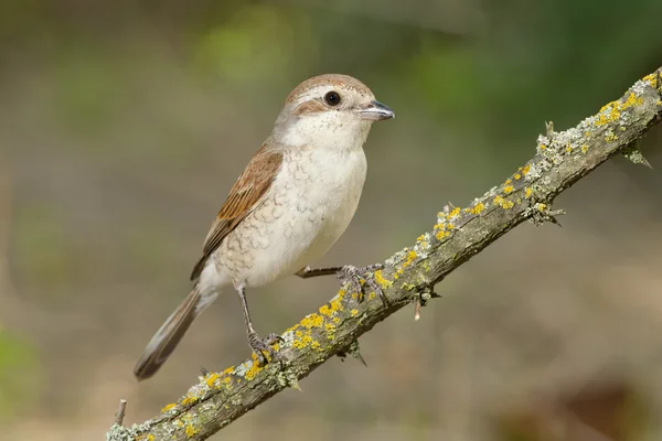 레드 백업 때 까치 (lanius collurio) — 스톡 사진