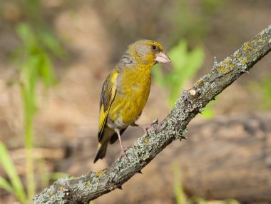 Avrupa yeşil ispinozu (Chloris chloris)