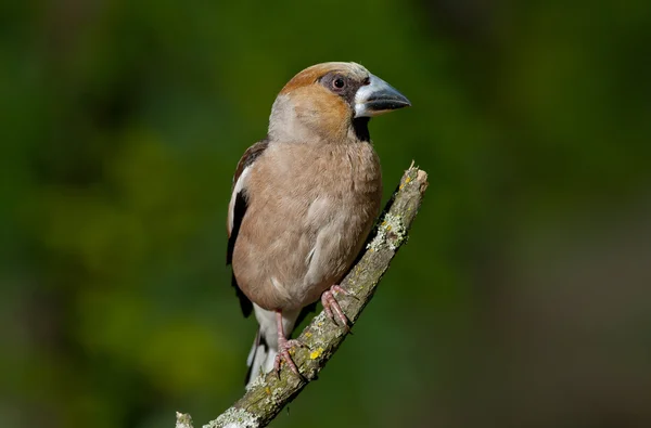 Pinzón halcón (coccothraustes coccothraustes ) —  Fotos de Stock