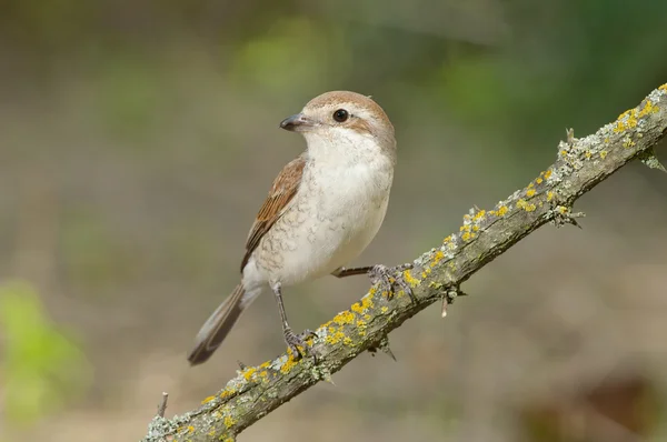 Pie-grièche à dos rouge (Lanius collurio) ) — Photo