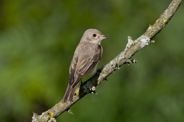 Benekli sinekkapan (muscicapa striata)