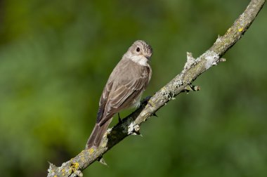Benekli sinekkapan (muscicapa striata)