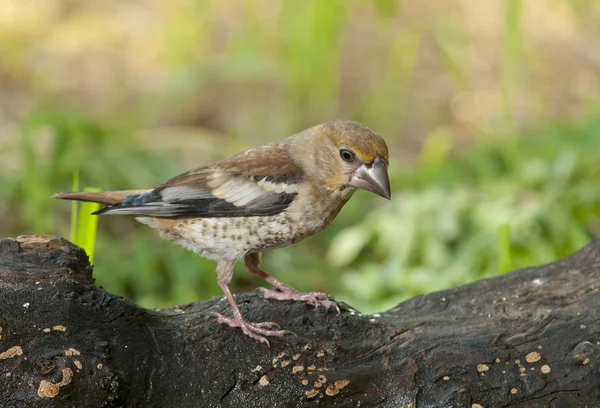 Hawfinch (Coccothraustes coccothraustes) — Stockfoto