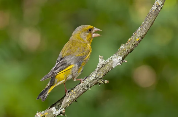 Pinzón verde europeo (Cloris chloris) — Foto de Stock