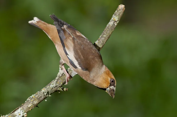 Falcão (coccothraustes coccothraustes ) — Fotografia de Stock