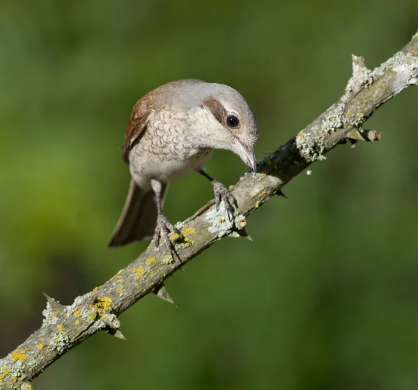 Shrike de apoio vermelho (Lanius collurio ) — Fotografia de Stock