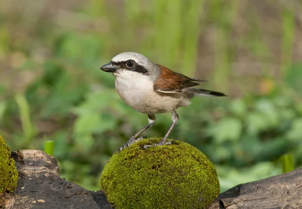 Pie-grièche à dos rouge (Lanius collurio) ) — Photo