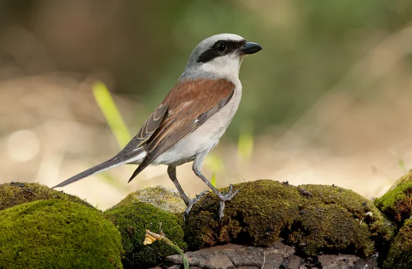 Kızıl sırtlı örümcek kuşu (lanius collurio) — Stok fotoğraf