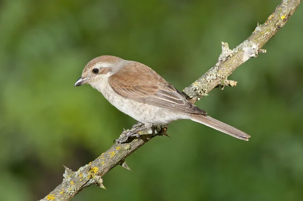 Pie-grièche à dos rouge (Lanius collurio) ) — Photo