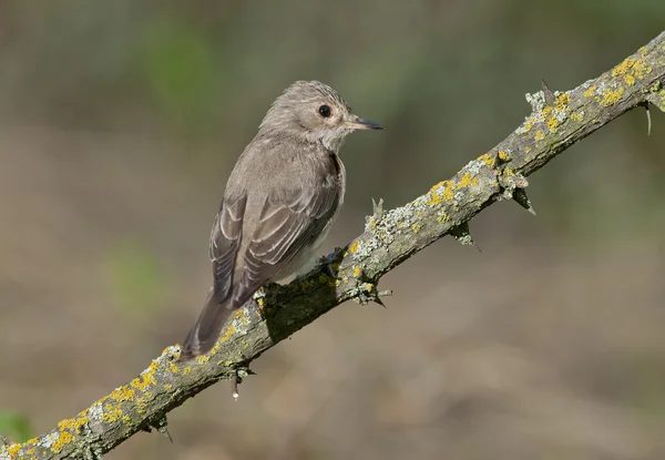 Apanhador de moscas manchado (Muscicapa striata ) — Fotografia de Stock