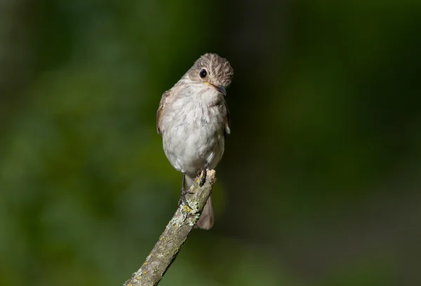 Пятнистая мухоловка (Muscicapa striata ) — стоковое фото